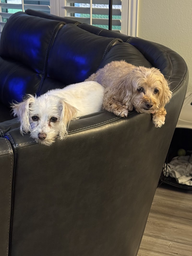 Henderson Pet Resort photo 2