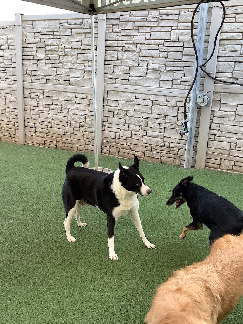 Henderson Pet Resort photo 3