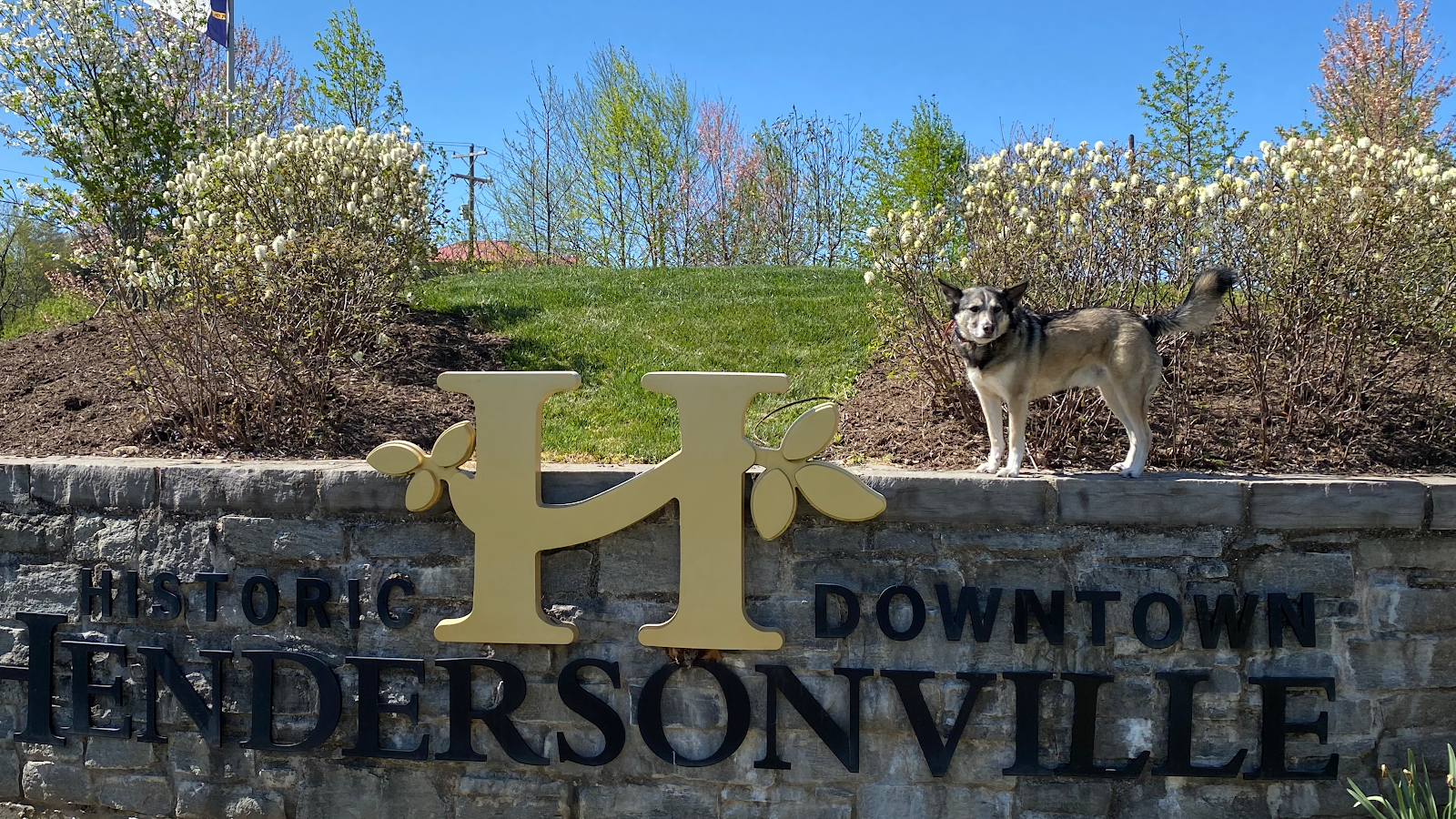 Hendersonville Dog Training
