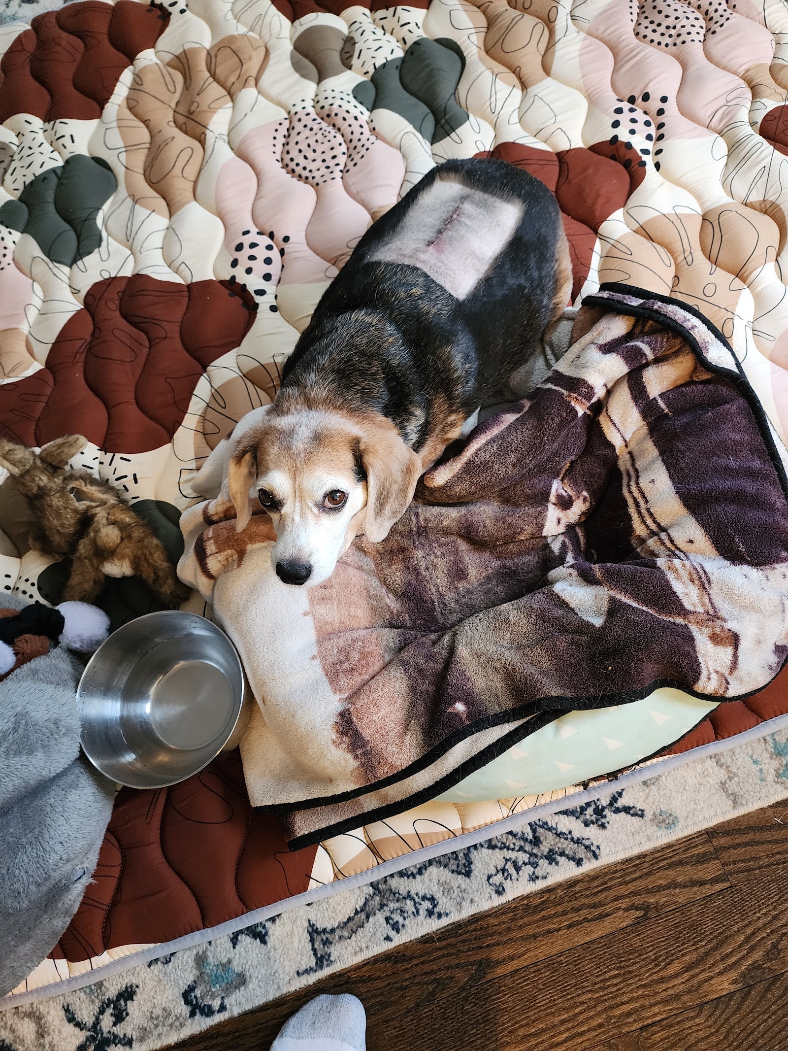 Hickory Veterinary and Specialty Hospital