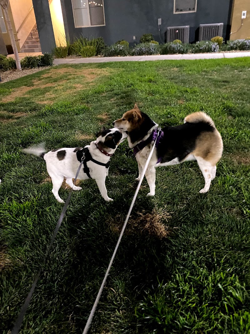 High 5 Pet Care photo 2