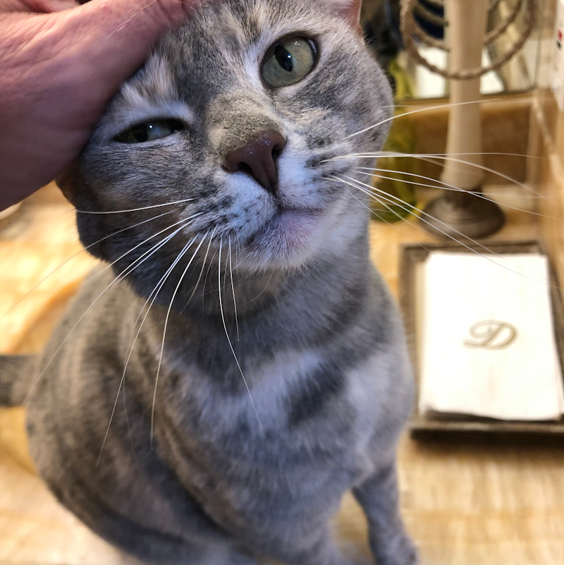 High 5 Pet Care photo 3