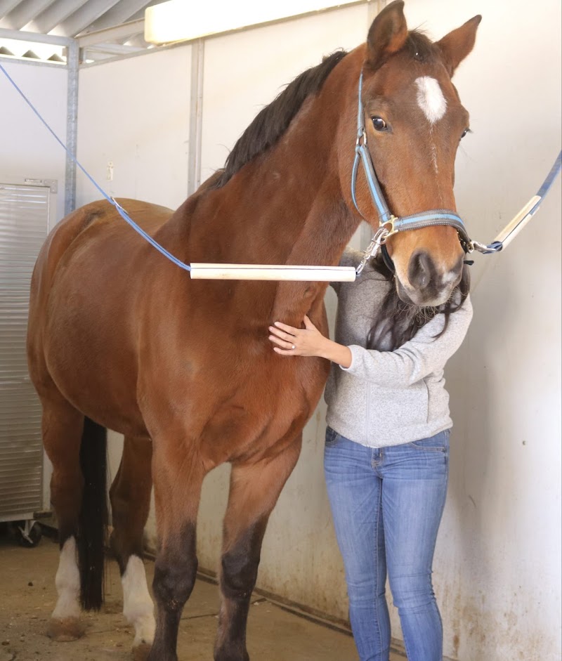 Holiystic Vet photo 3