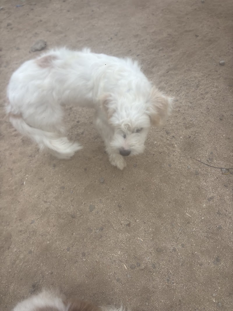 Holly's Garden Rescue