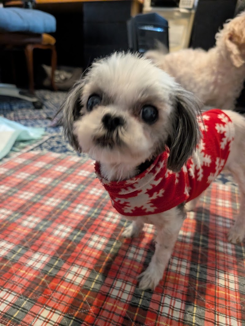 Holly's Garden Rescue photo 2