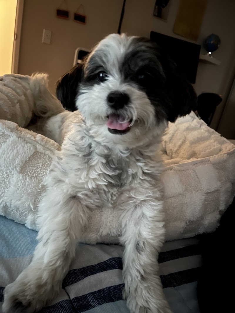 Holly's Garden Rescue photo 3