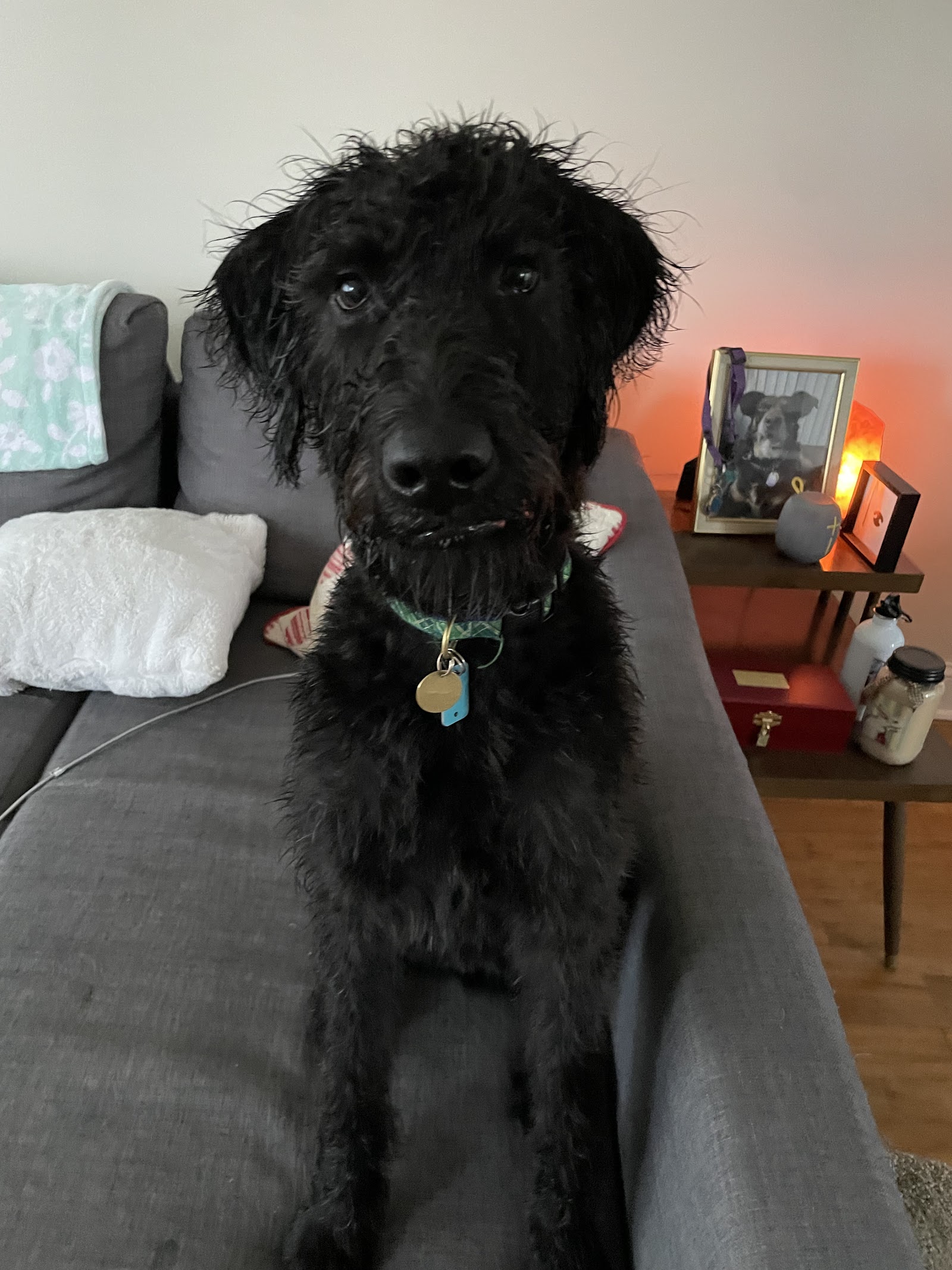 Home At Last Dog Rescue