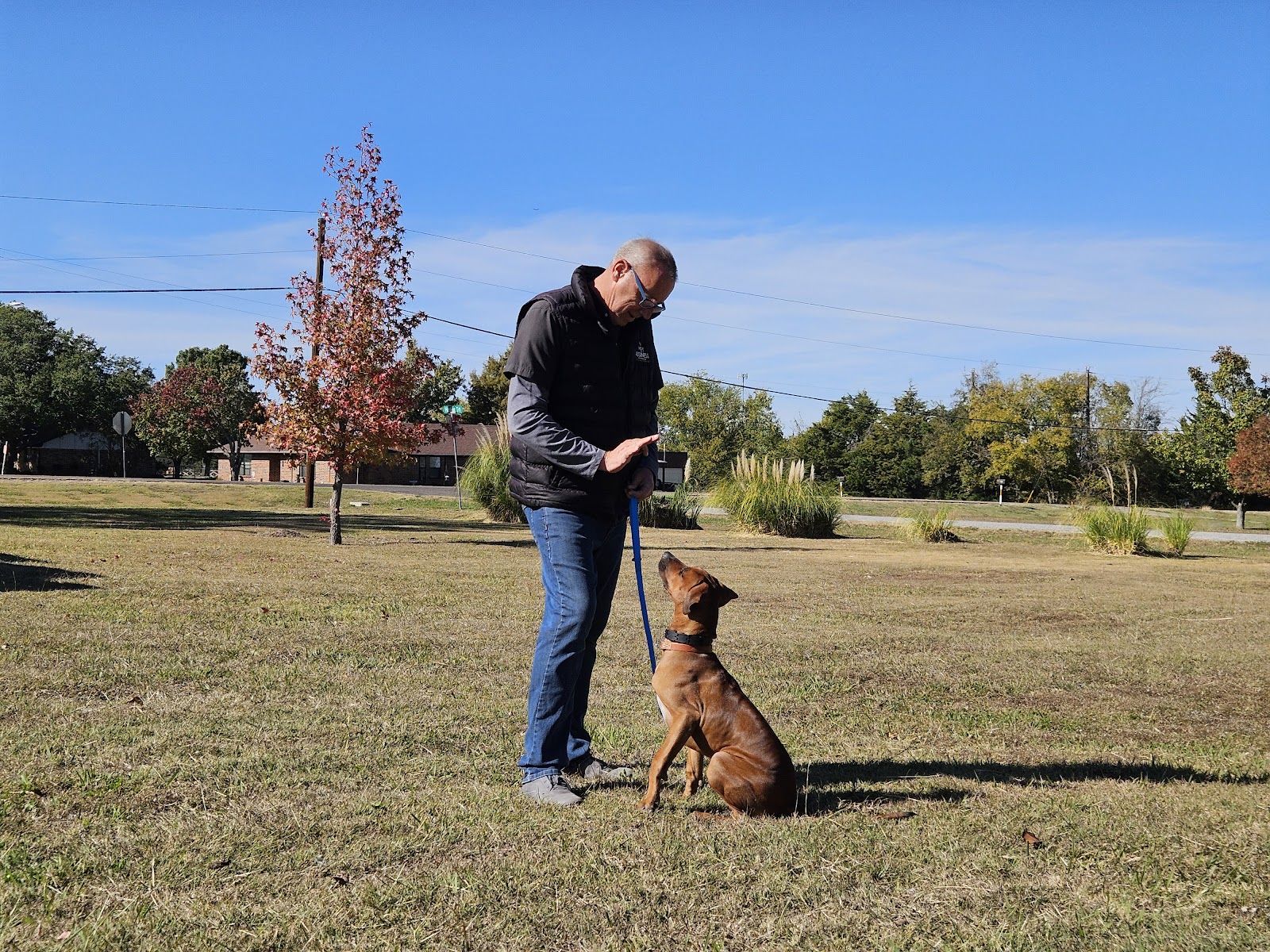 Home Dog Training