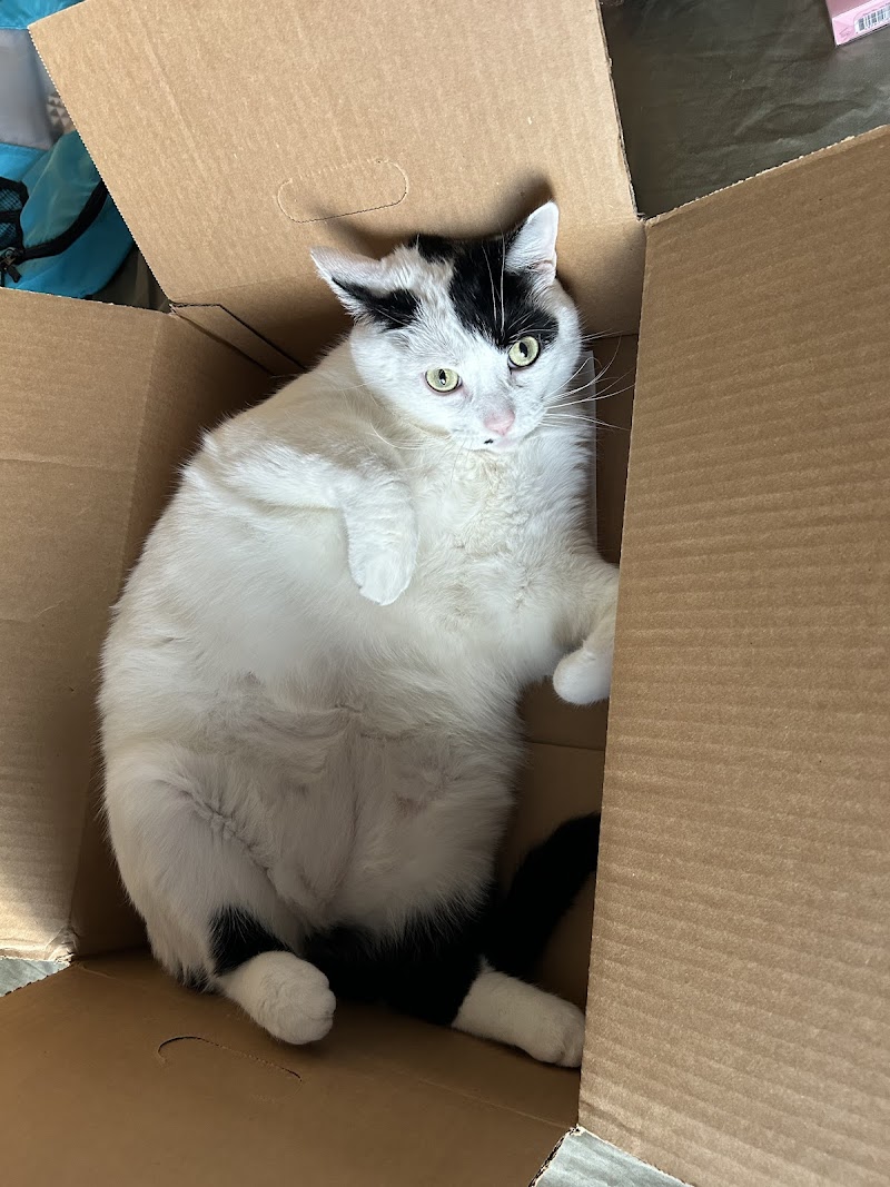 Homeward Bound Cat Adoptions photo 2