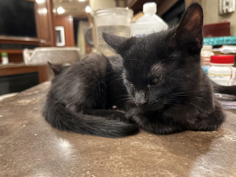 Homeward Bound Cat Adoptions photo 3