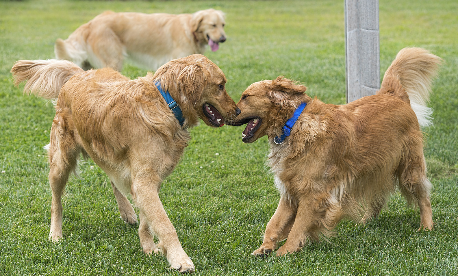 Homeward Bound Golden Retriever Rescue & Sanctuary