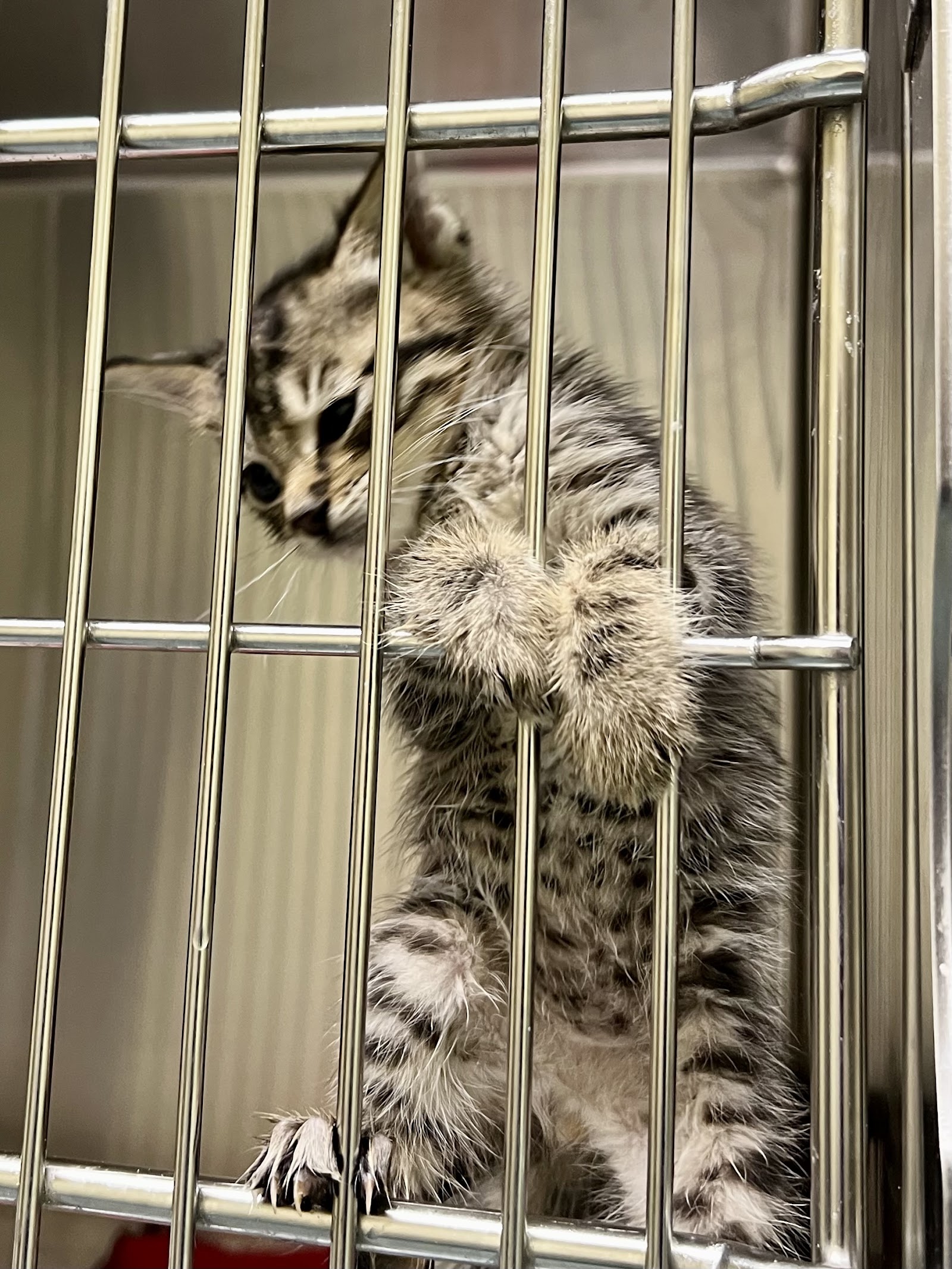 Homeward Pet Adoption Center