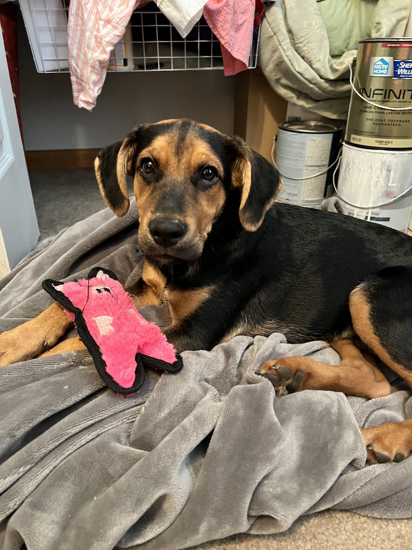 Homeward Trails Adoption Center