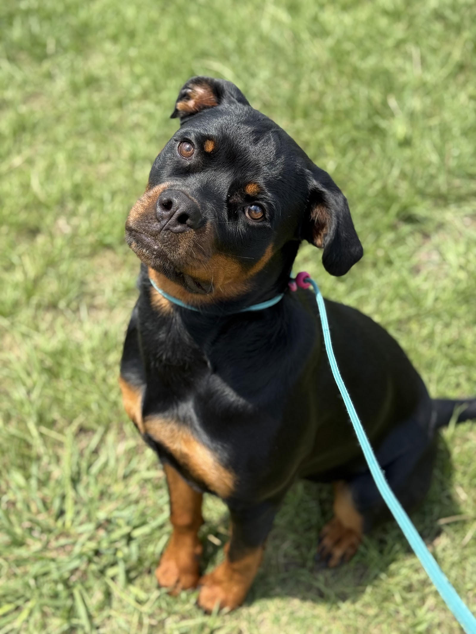 Hookline K9 Dog Training LLC