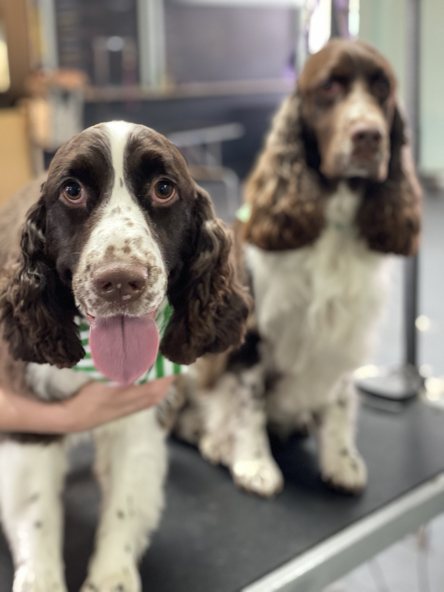 Hot Diggity Dog Grooming And Boutique