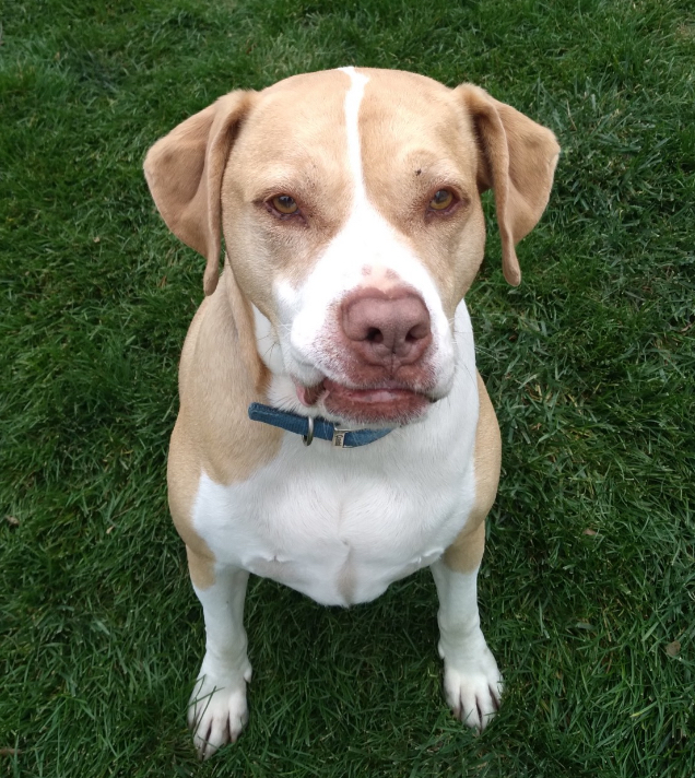 Hound for Hound photo 2