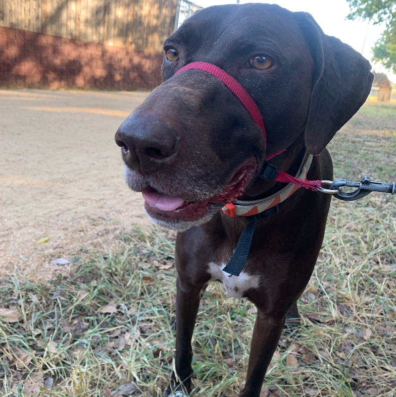 Hound for Hound photo 3