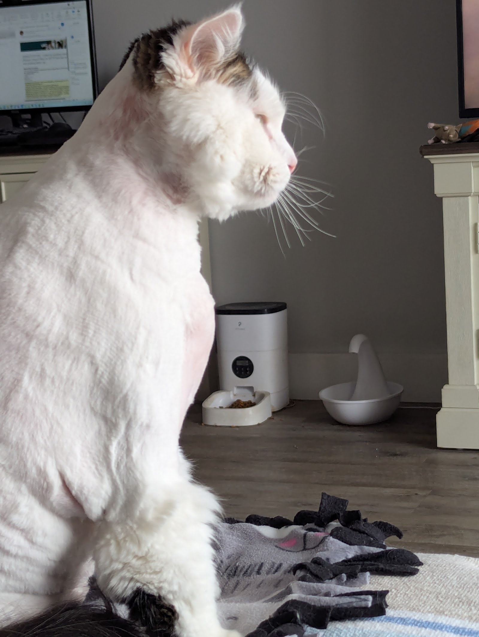 House Call Cat Grooming & Spa L.L.C.