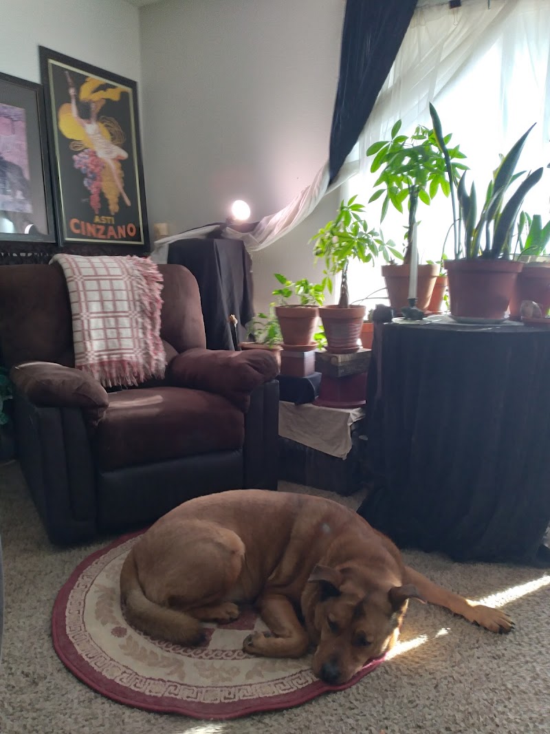 House of Paws photo 2