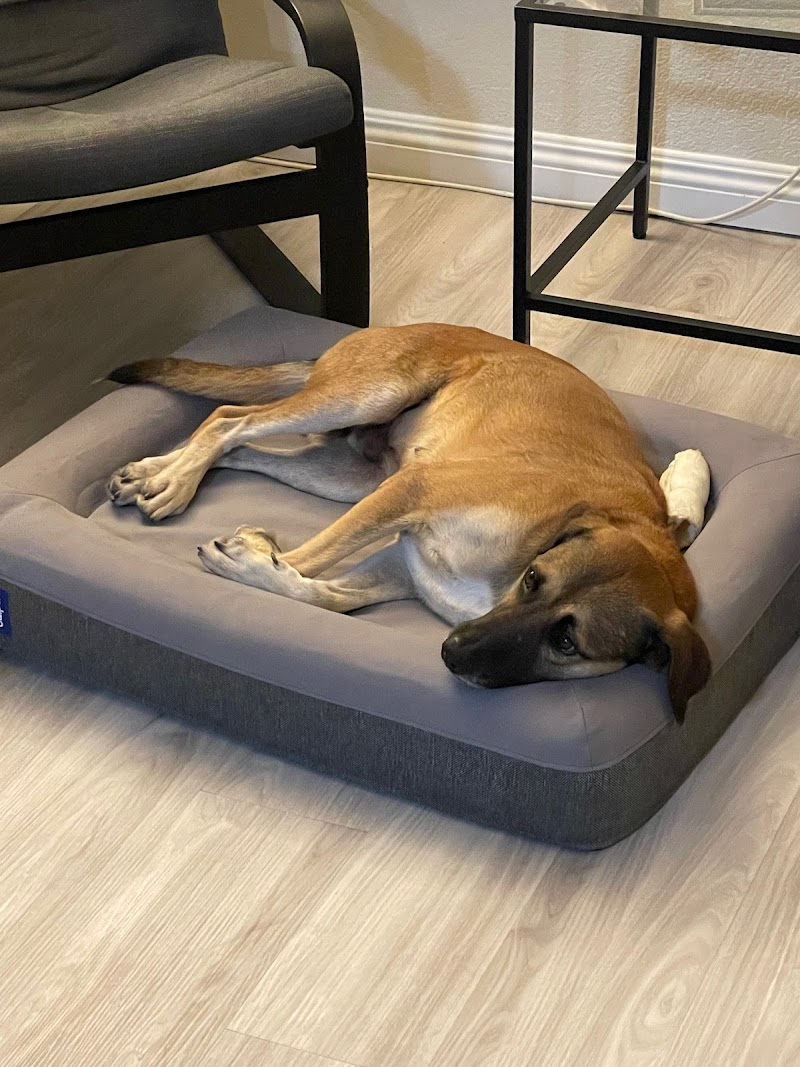 House of Paws photo 3