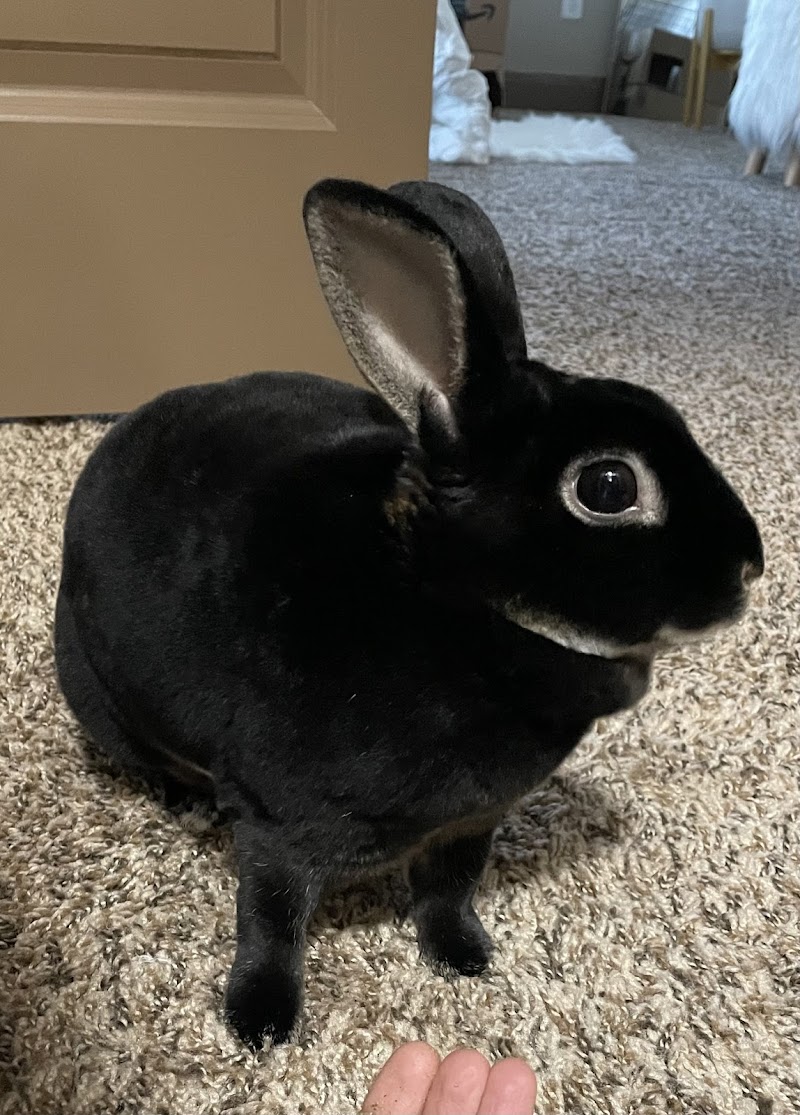 House Rabbit Resource Network