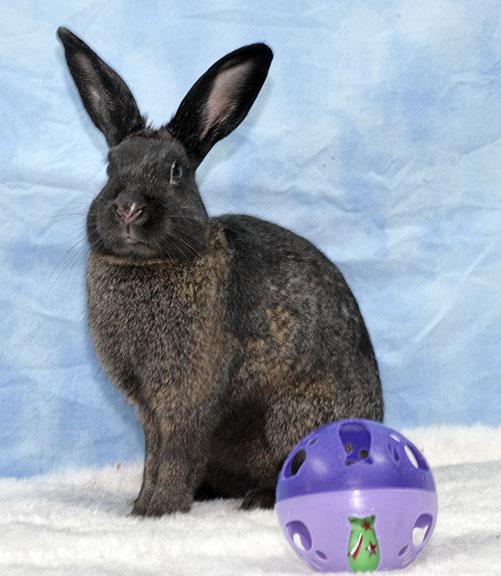 House Rabbit Resource Network photo 2