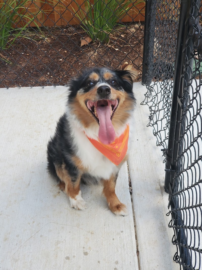 House Sitting Denver