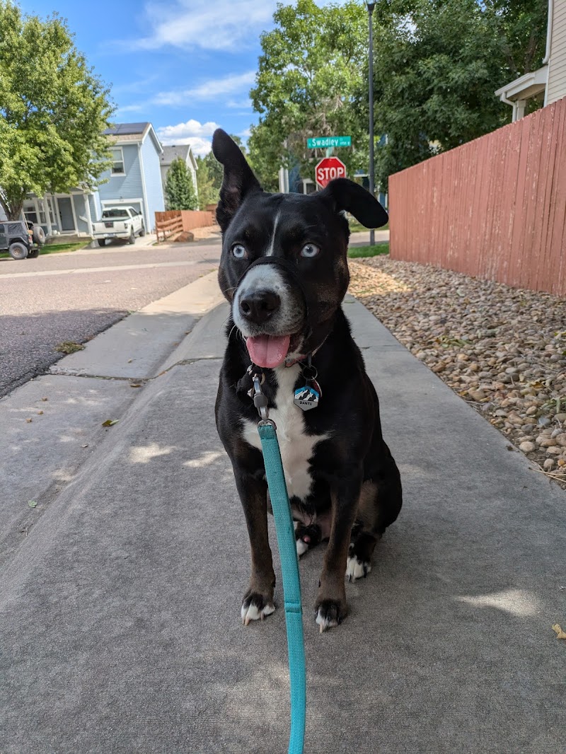 House Sitting Denver photo 2