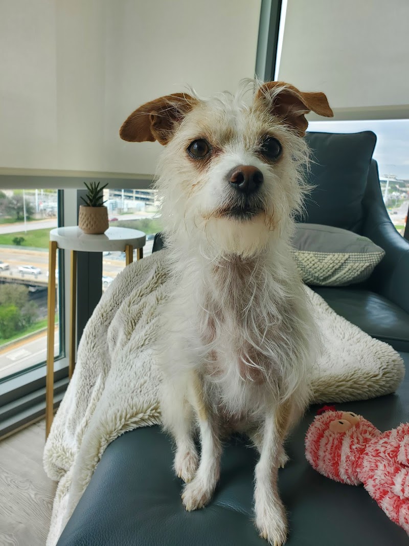 House Sitting Denver photo 3