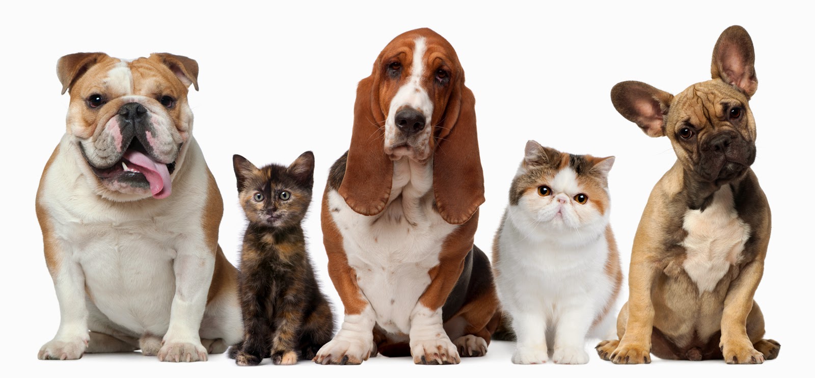 Houston Humane Society