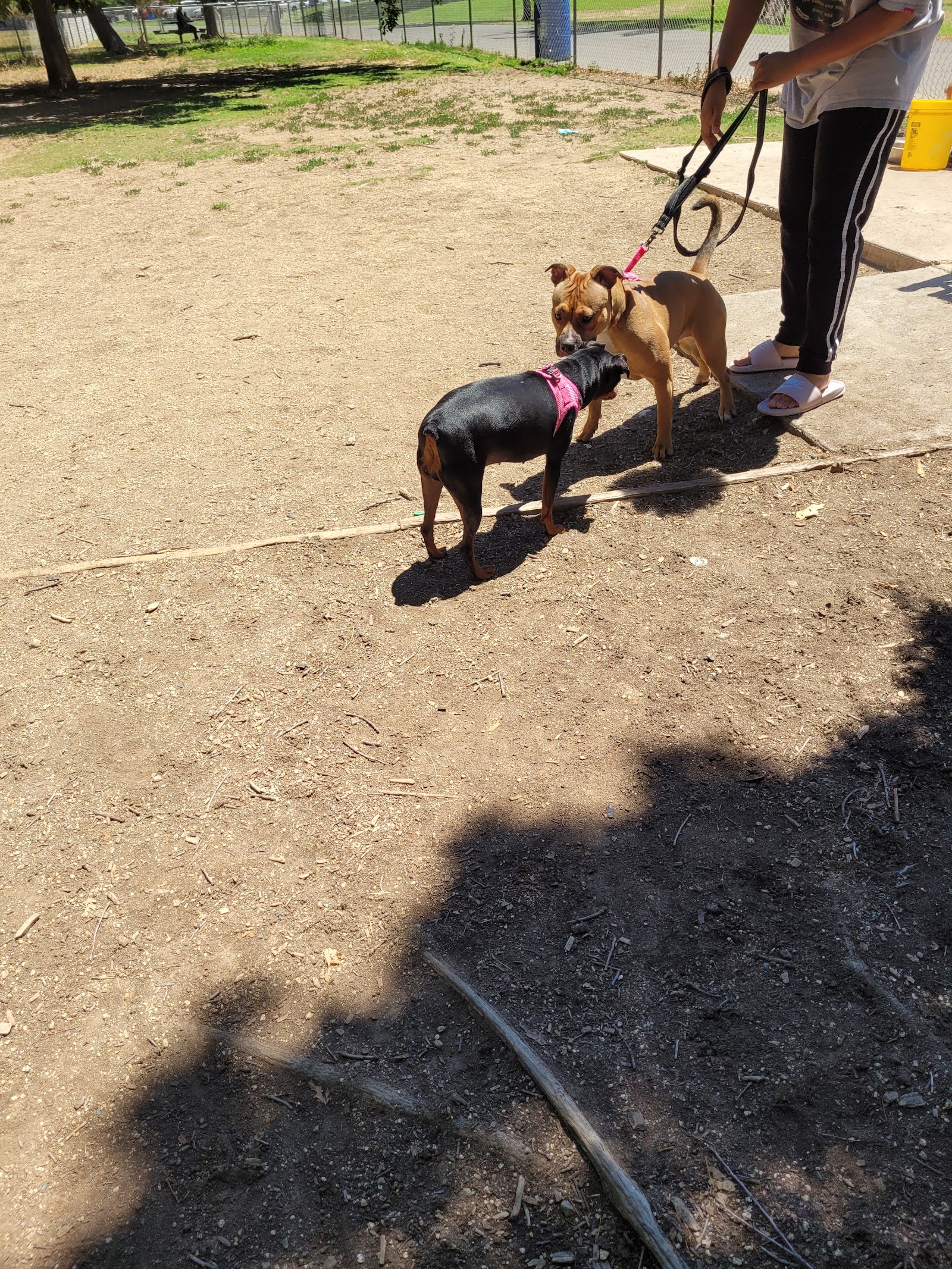 Howe Ave Park Off Leash Dog Park