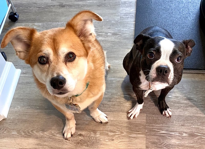 Hugs Pet Sitting photo 2