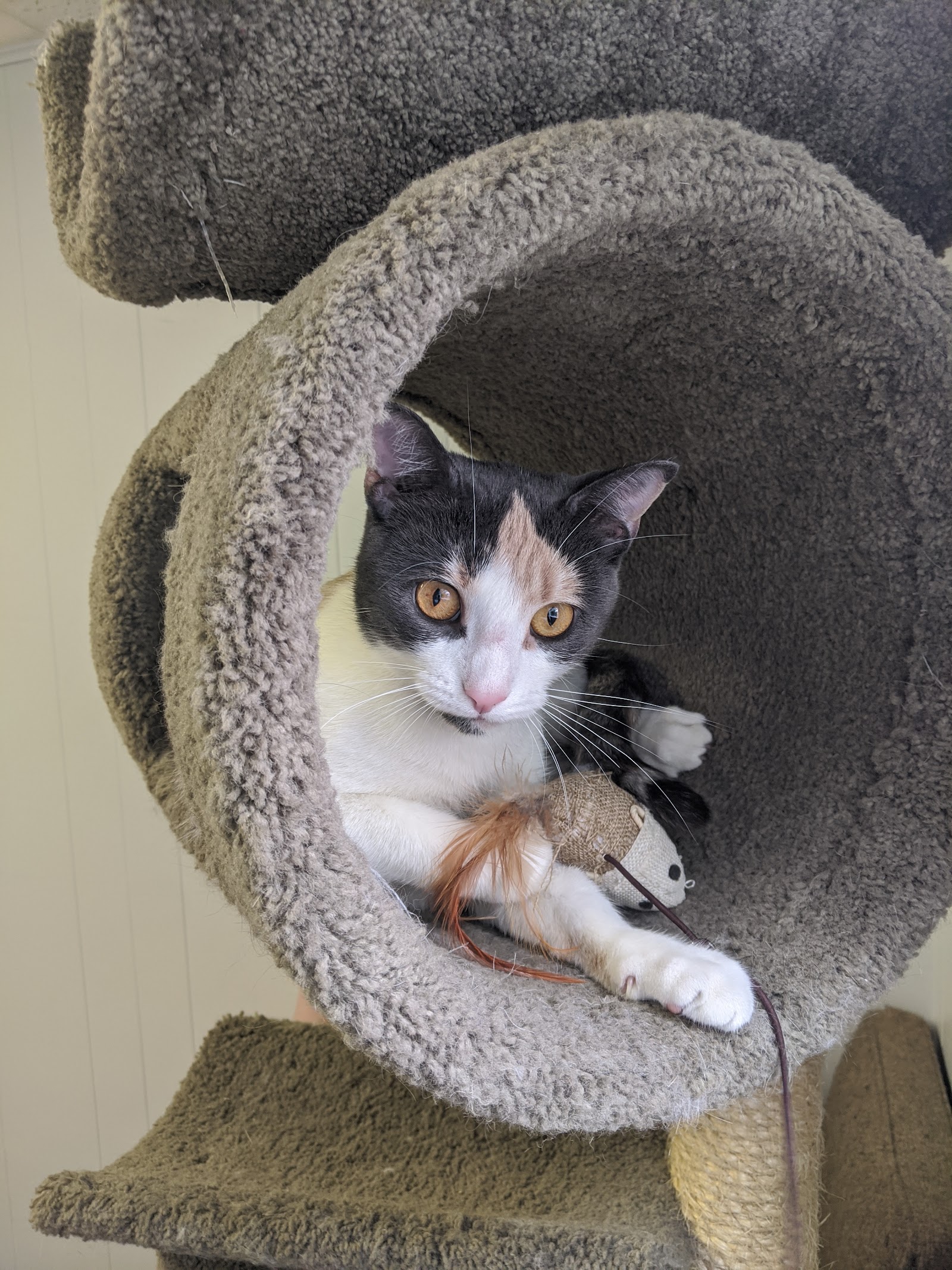 Hull Seaside Animal Rescue