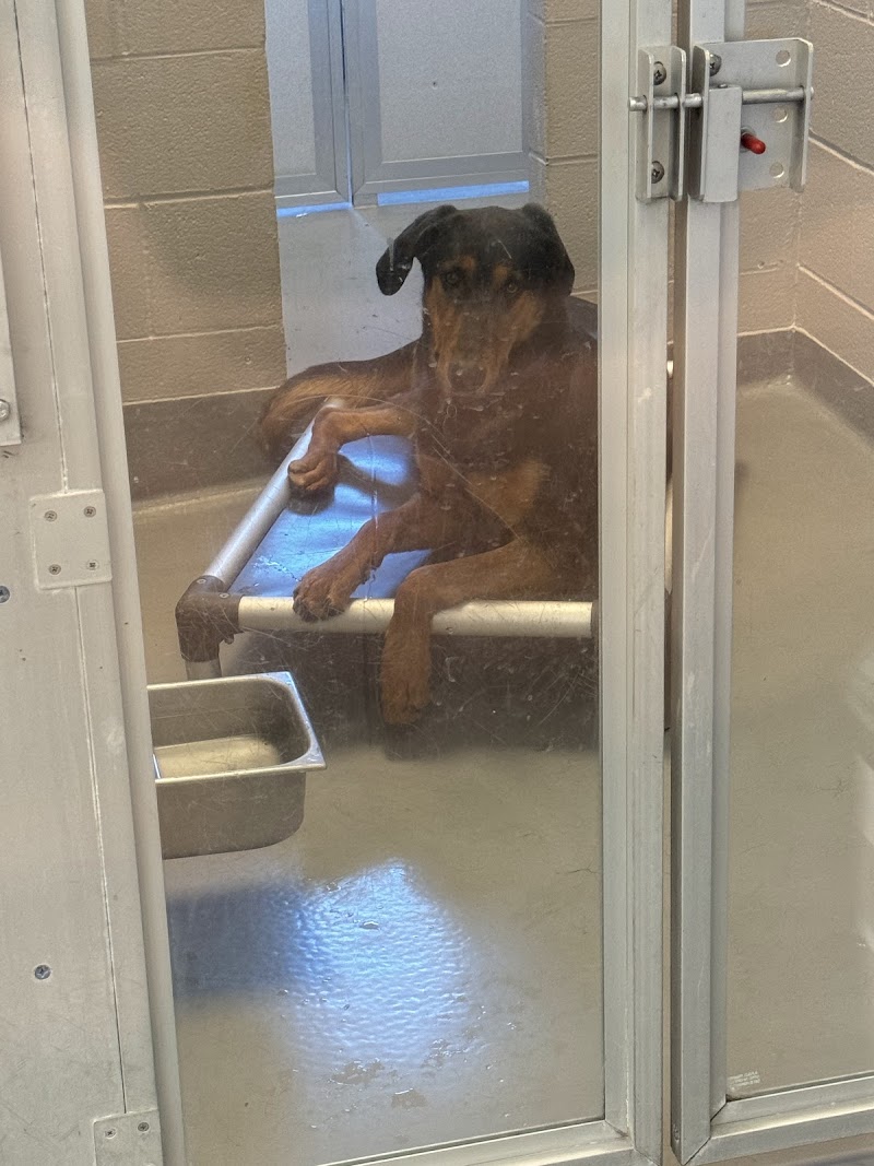 Humane Colorado, formerly Dumb Friends League - Buddy Center photo 3