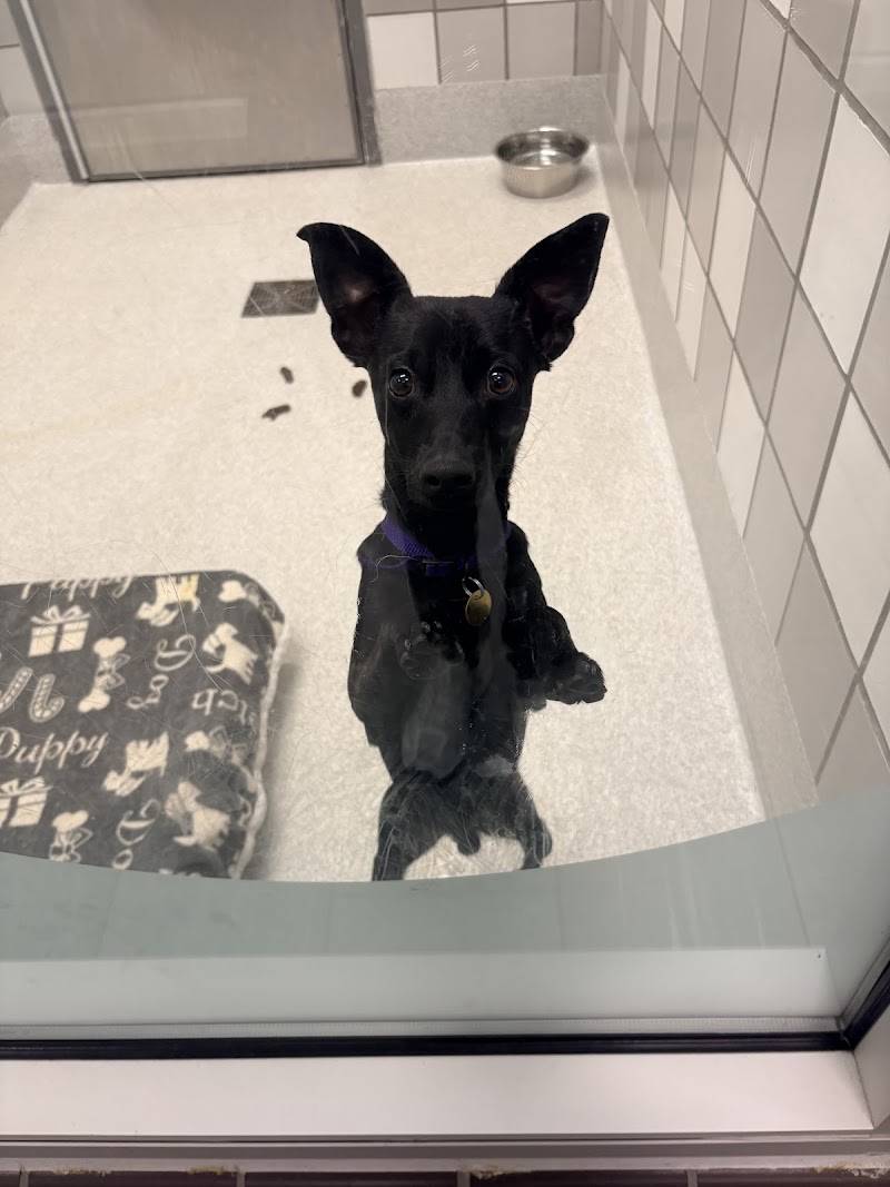 Humane Colorado, formerly Dumb Friends League - Leslie A. Malone Center photo 2