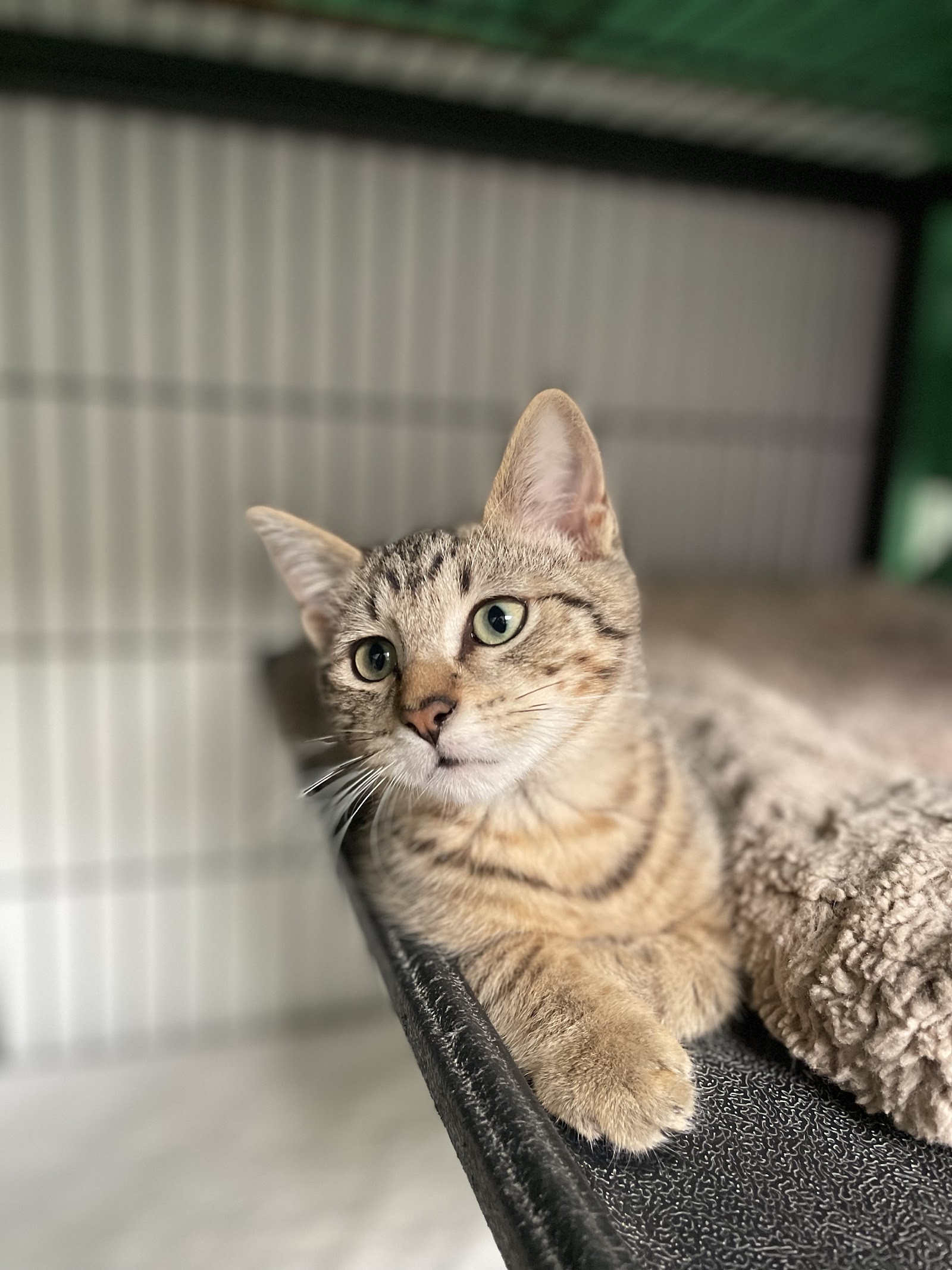 Humane Society of Dallas, aka Dog n Kitty City