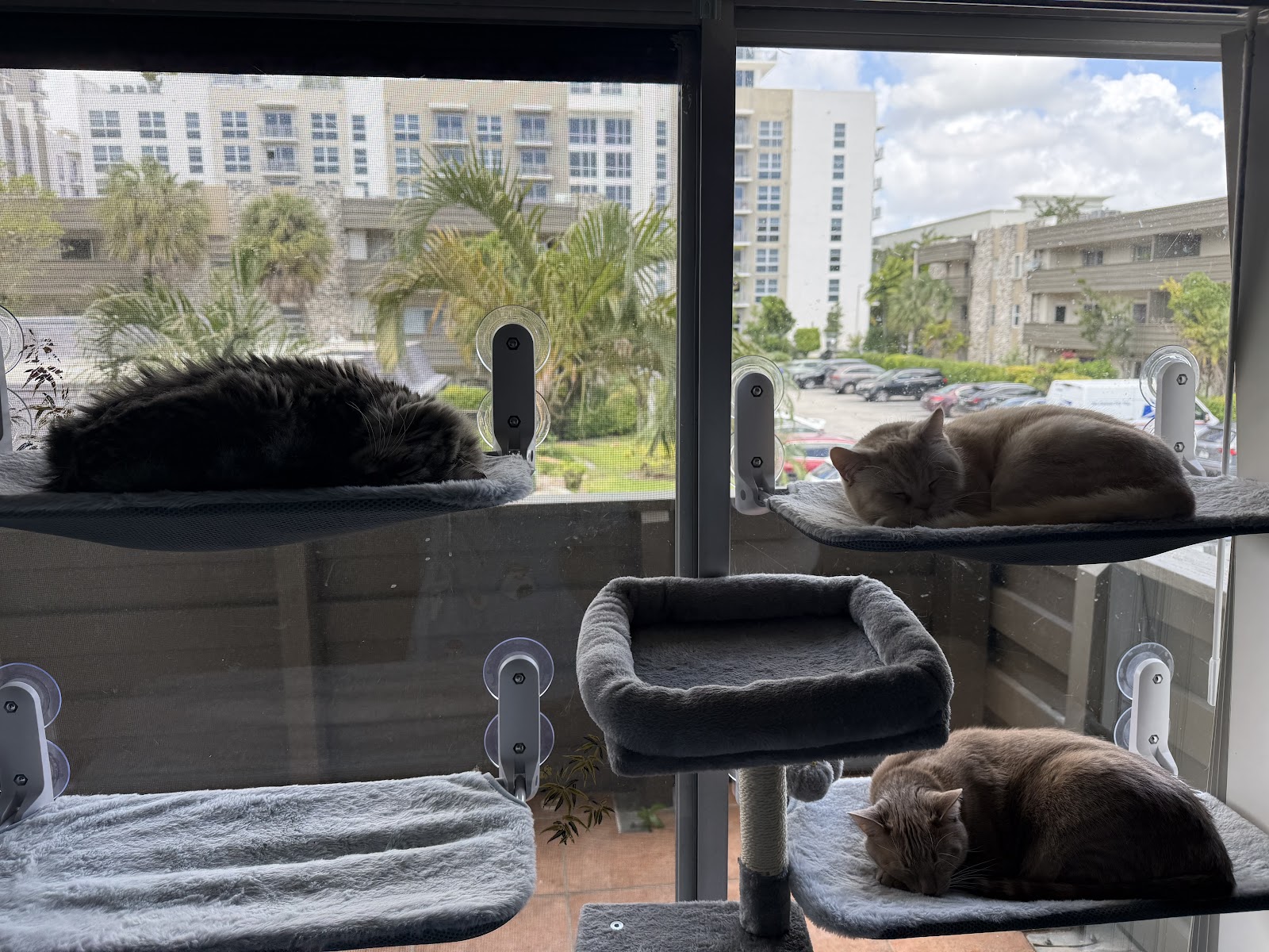 Humane Society Of Greater Miami North