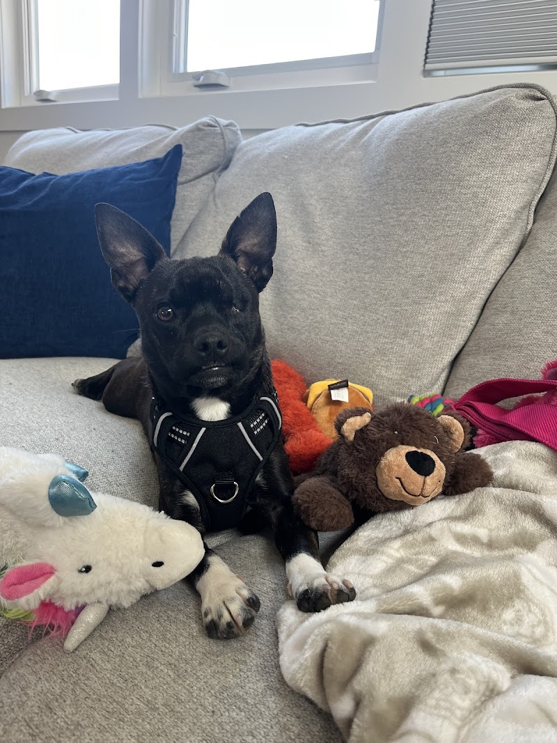 Humane Society Of The South Platte Valley