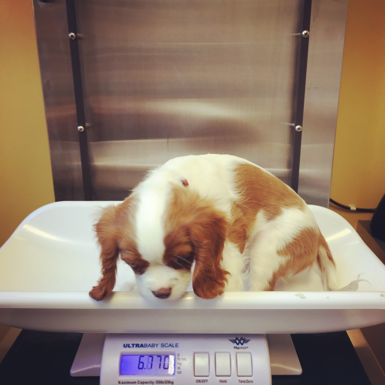 Huron Veterinary Hospital