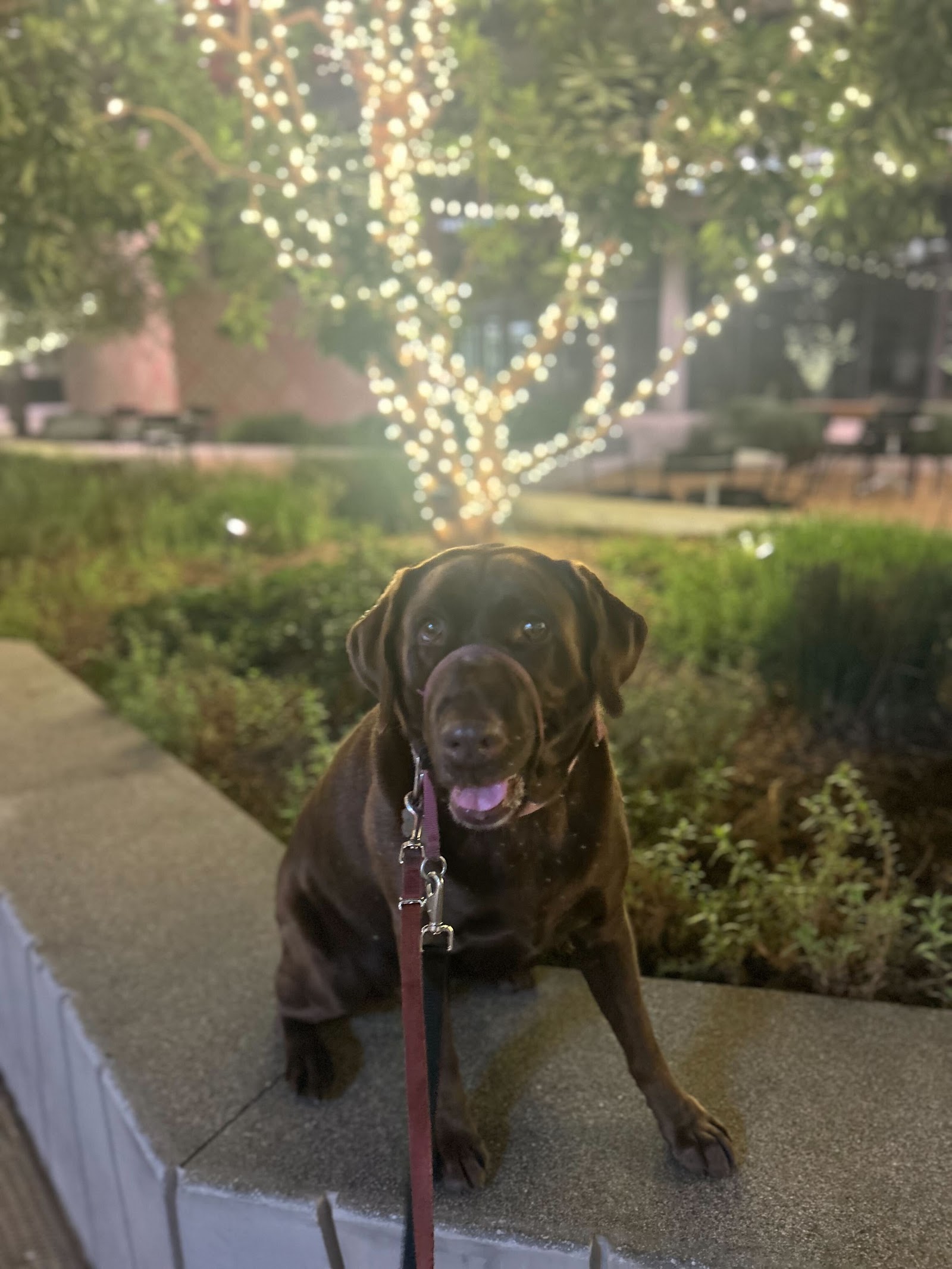 "I Said Sit!" School for Dogs