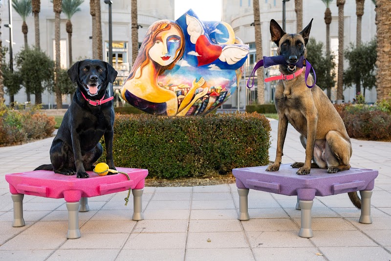 Impetus Animal Training