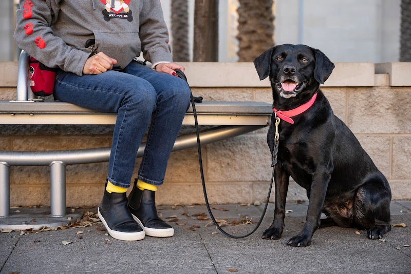 Impetus Animal Training photo 2