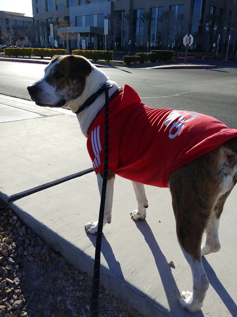 Impetus Animal Training photo 3