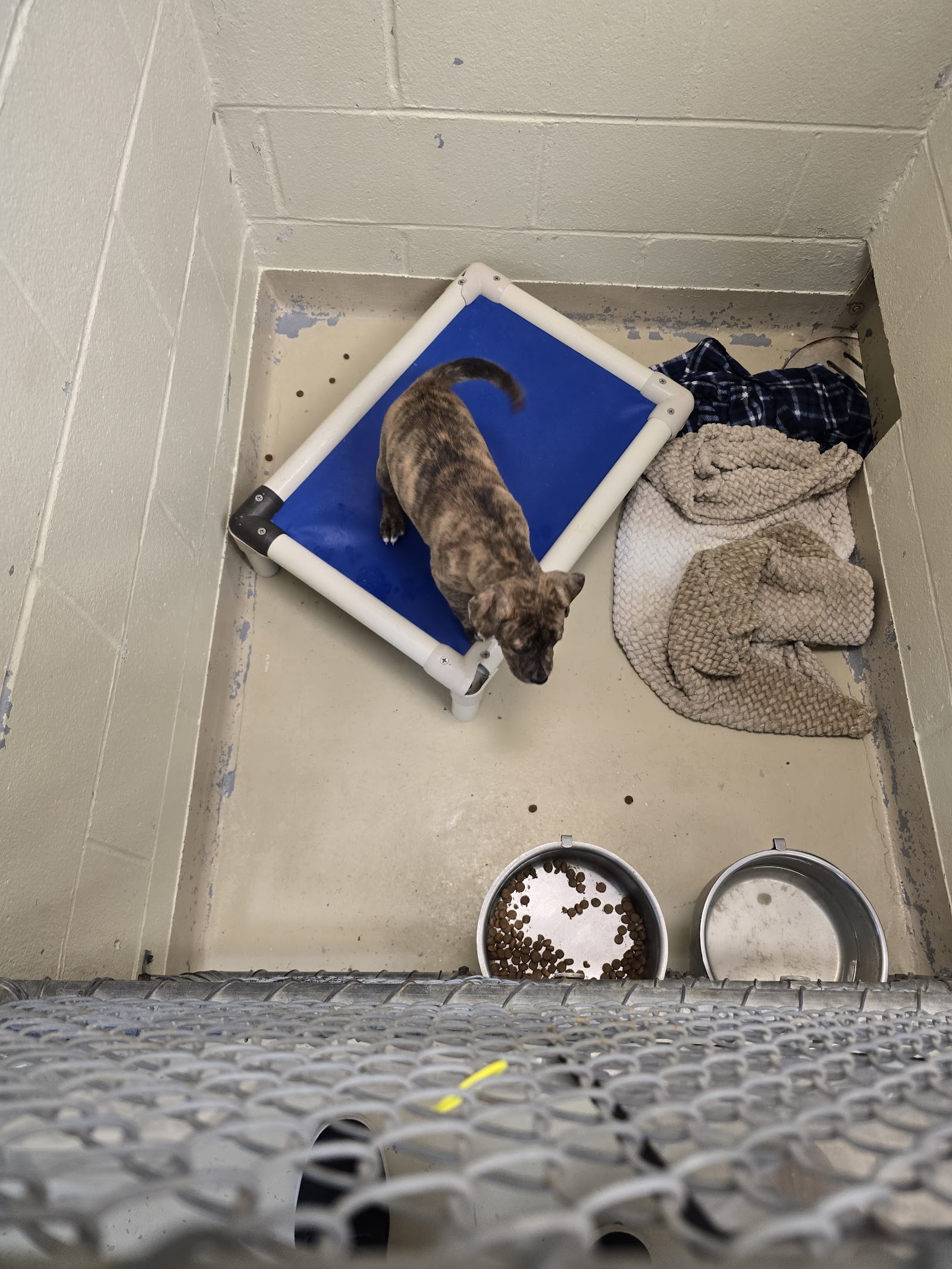 IndyHumane
