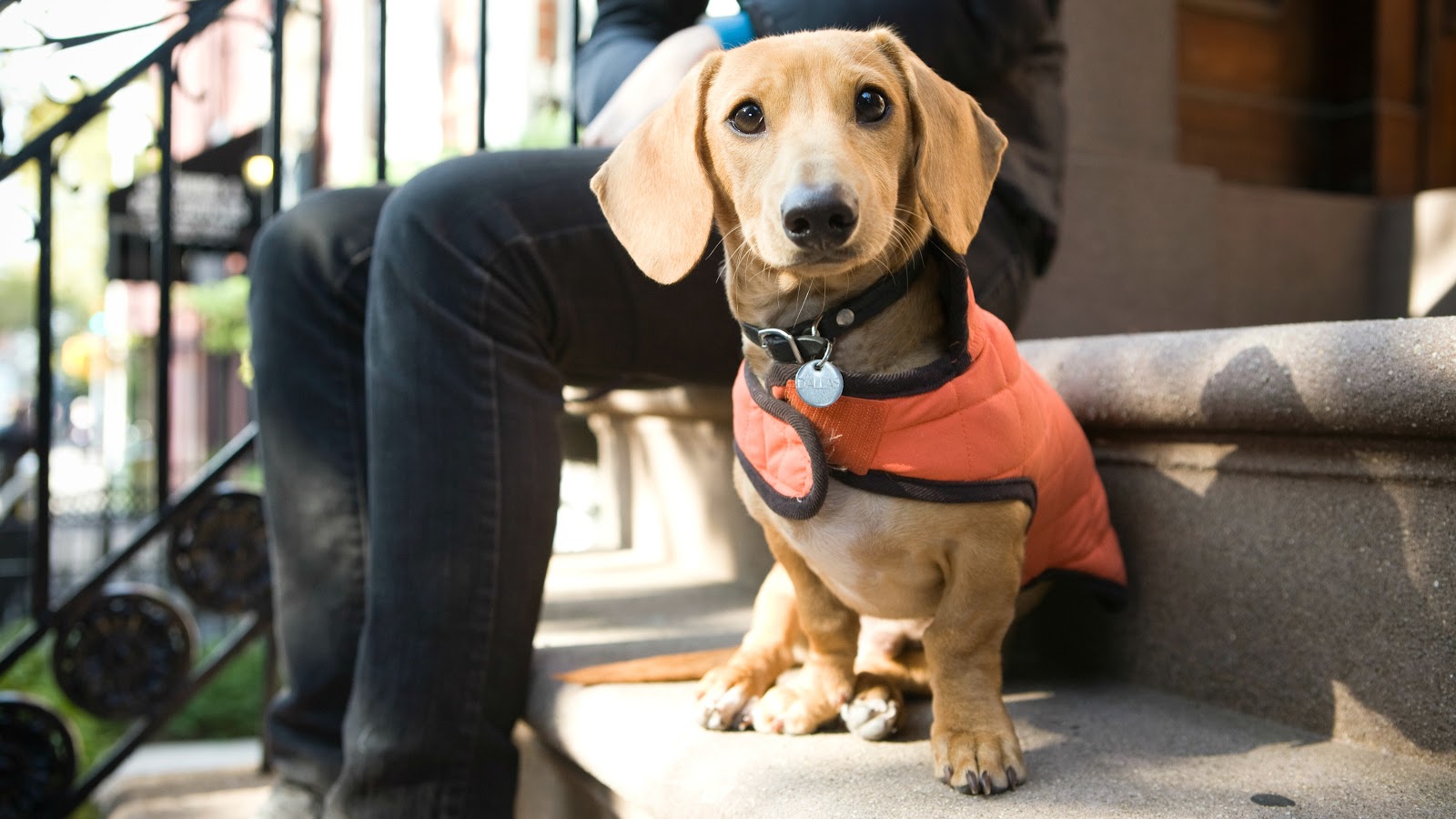 Instinct Dog Behavior & Training