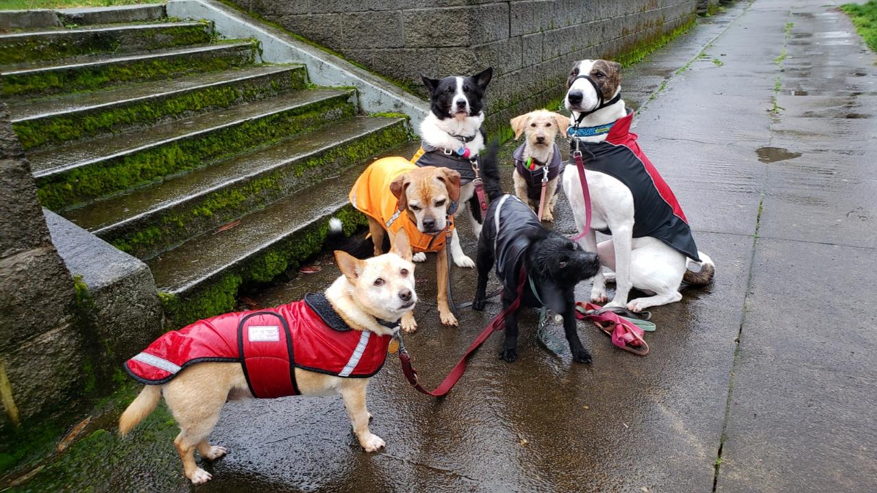 Instinct Dog Behavior & Training Portland