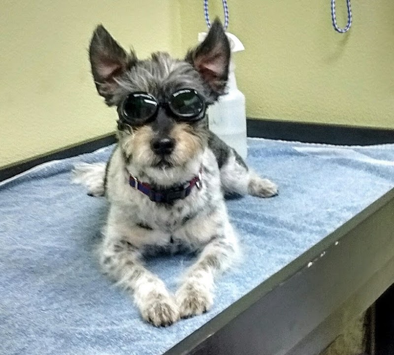 Integrative Veterinary Hospital, LLC photo 2