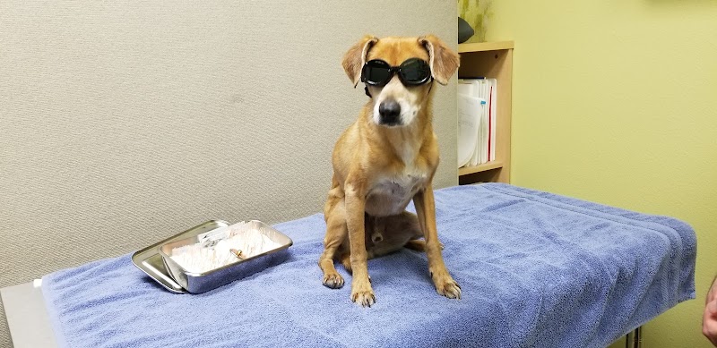 Integrative Veterinary Hospital, LLC photo 3