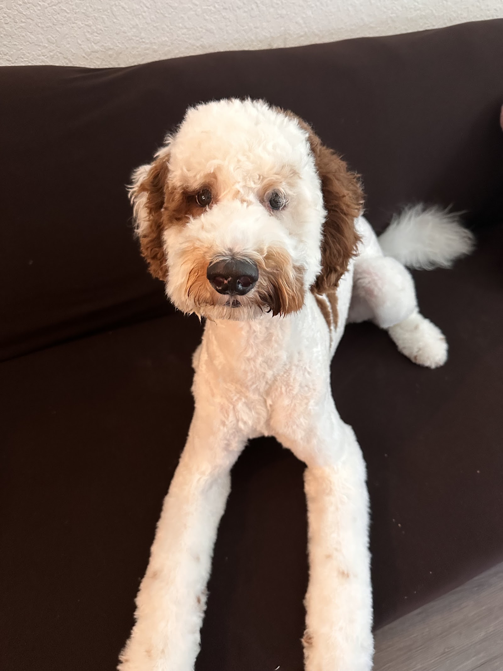 Island Dog Pet Grooming Co.