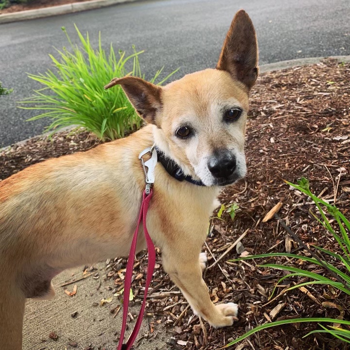 It’s Walkie Time